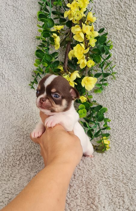 Excecional menina minimini Chihuahua.Chiuaua linhagem Russa, Qualidade