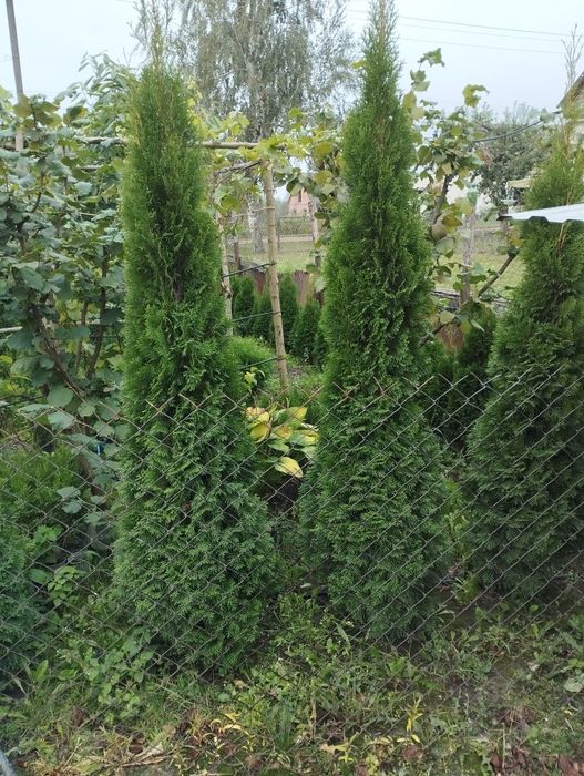 Продам туї західний смарагд