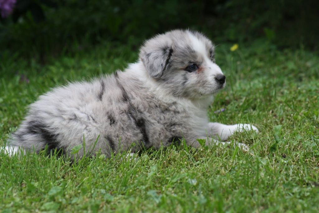 Border collie ZKWP piesek blue merle
