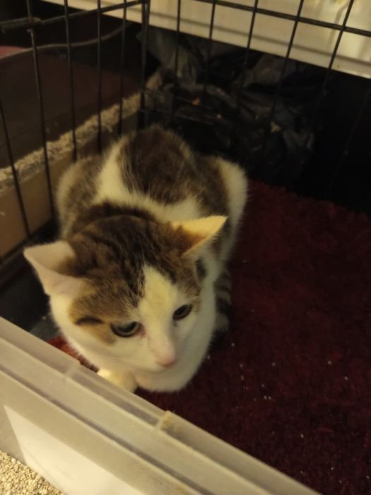 3 miesięczna kotka szuka domu niewychodzącego
