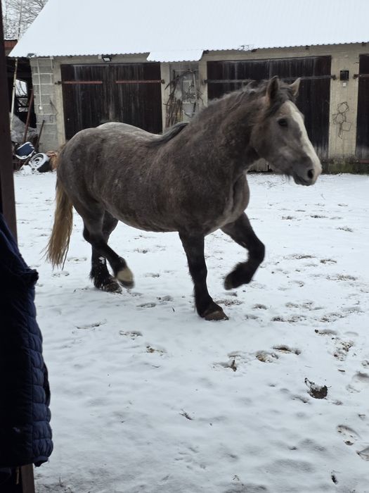 Klacz 2, 5 roku siwa