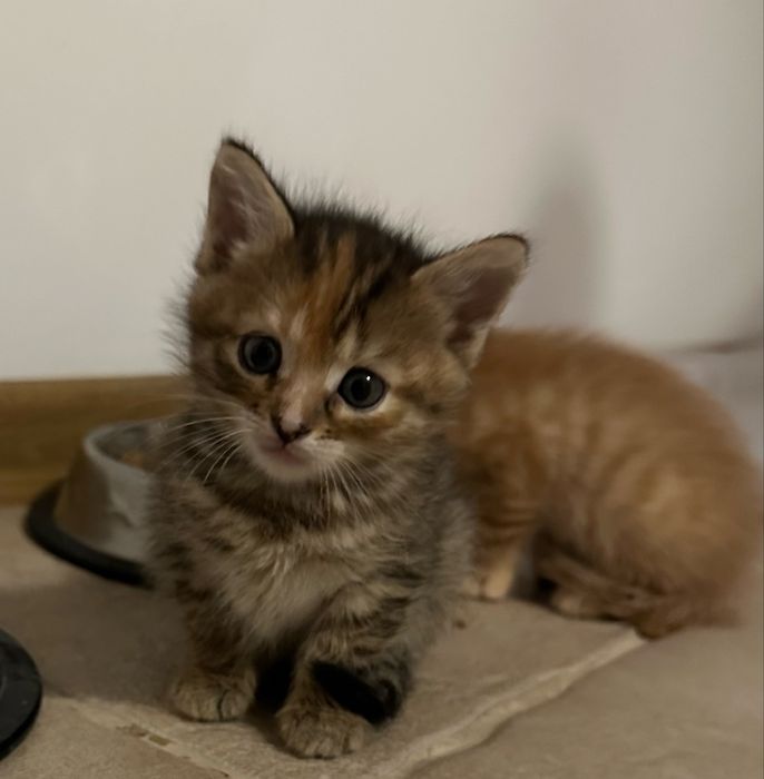 Віддамо котиків в хороші руки