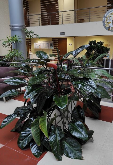 Догляд за кімнатними рослинами, озеленення приміщень