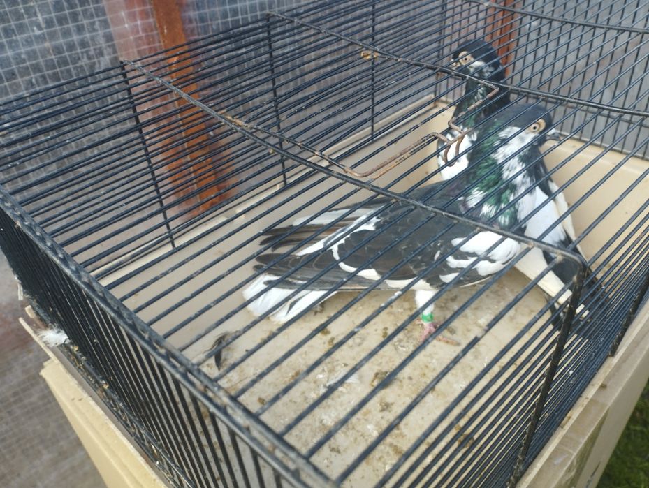 Gołębie zamojskie i roztoczańskie