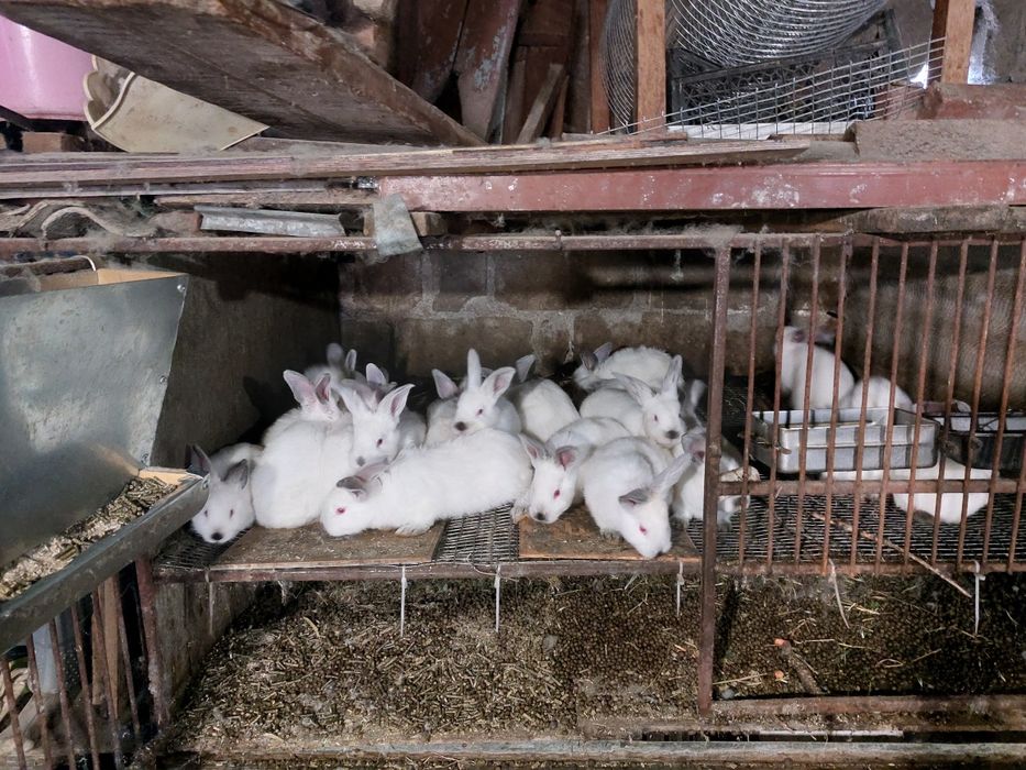 Кролики мясной породы,несколько породы