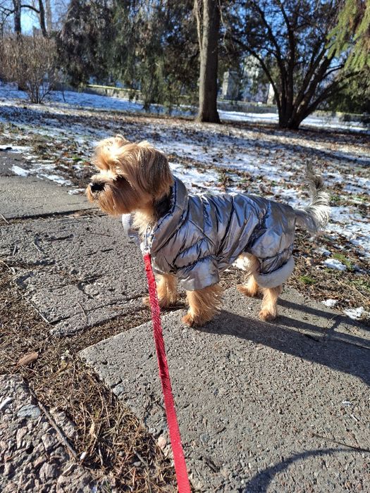 Вязка йорк хлопчик