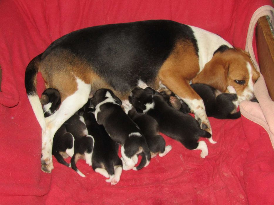 Fêmea Beagle Tricolor com LOP/Pedigree/Afixo