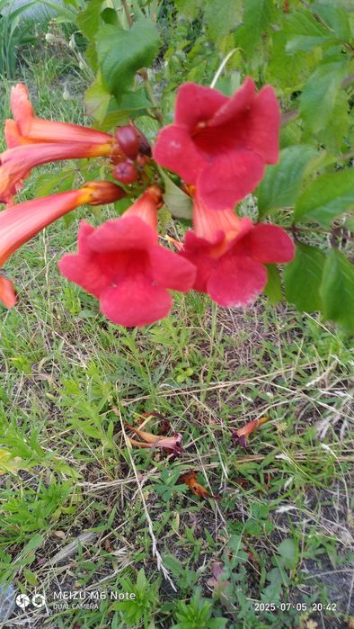 Продам недорого саджанці кампсису