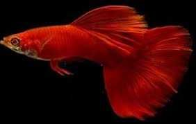 Gupik moskiewski full red czerwony - Rybki do akwarium