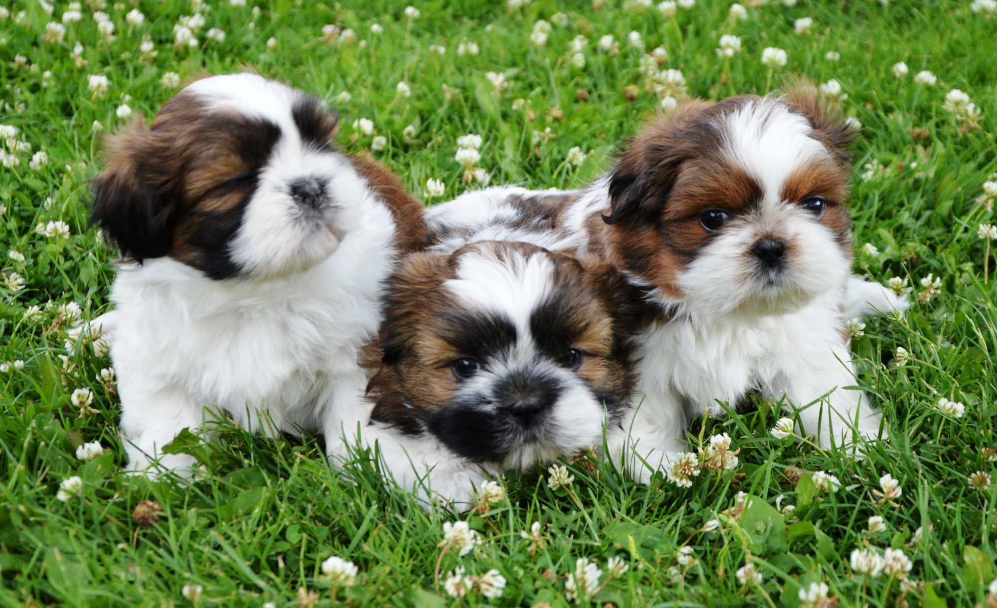 Shih-tzu piesek wychowany