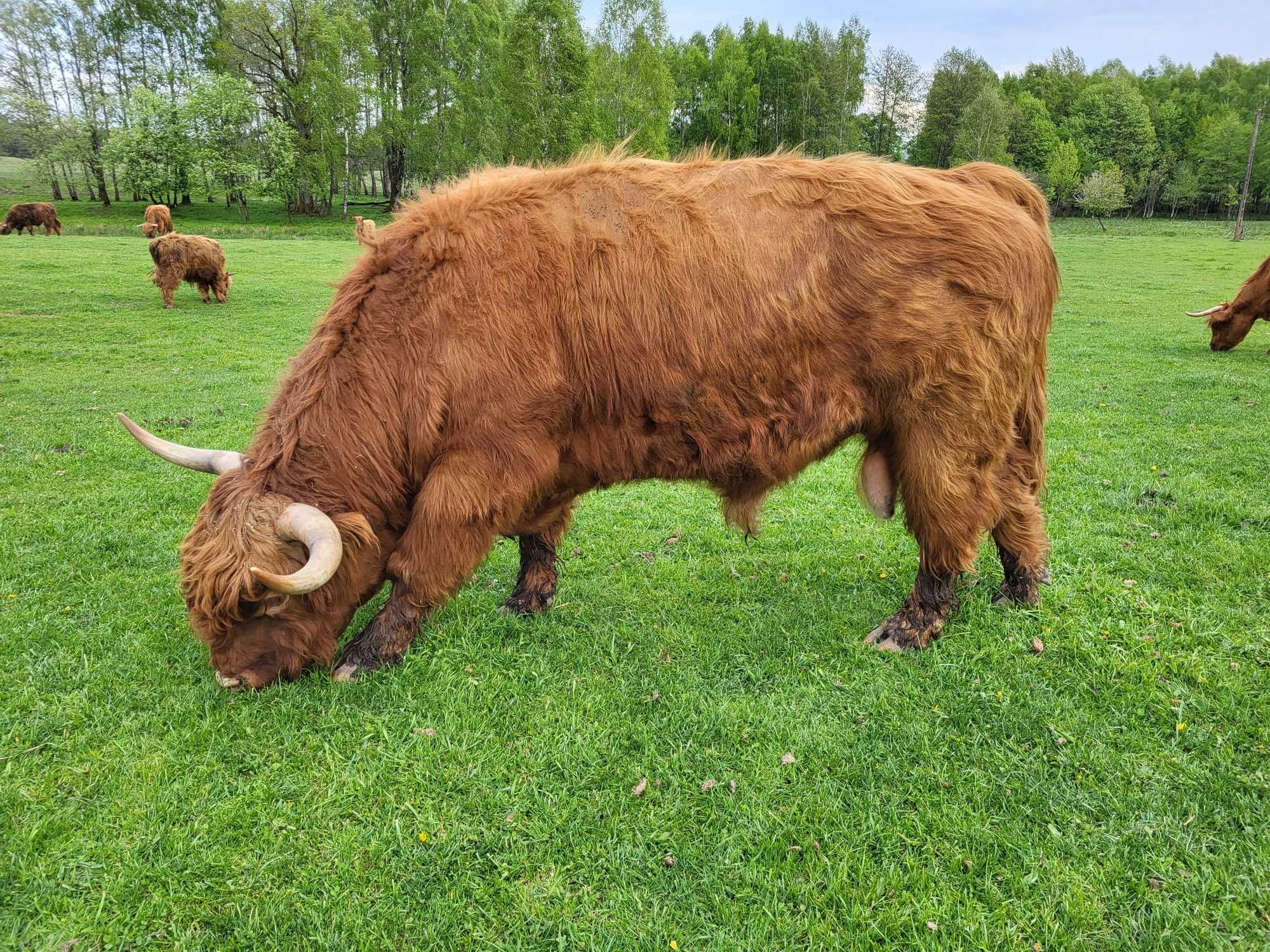 100% Rasowy buhaj byk rozpłodowy highland bydło szkockie wpis PZHiPBM