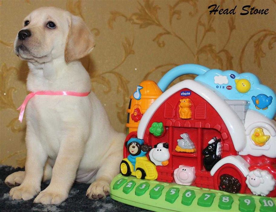 Лабрадор ретривер Щенки КСУ