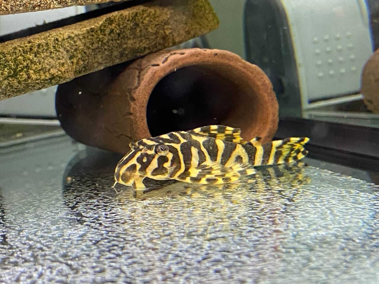 Ancistrus Super Red long fin е mais - Os peixes já estão disponíveis