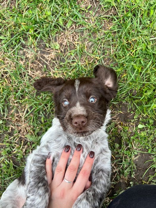 Szczenię Niemiecki płochacz Wahtelhund