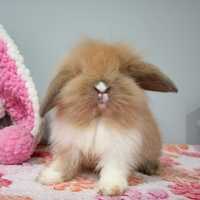 Mini lop hodowla