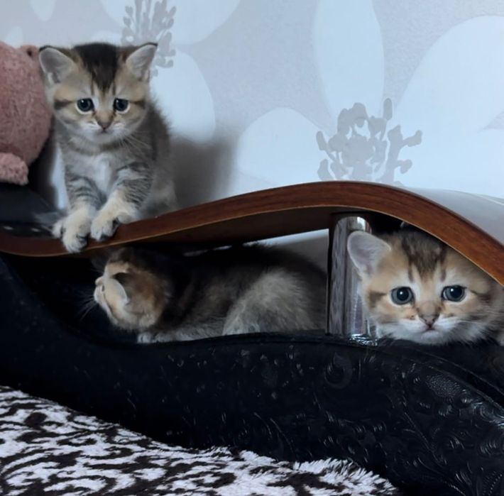 Котята золотая шиншилла