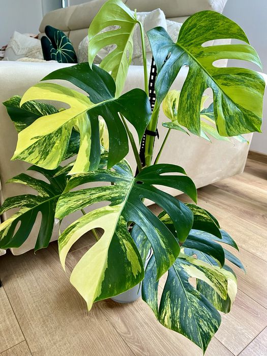 Monstera marmorata aurea