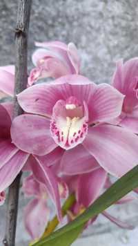 Orquídea rosa bebê