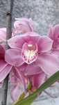 Orquídea rosa bebê