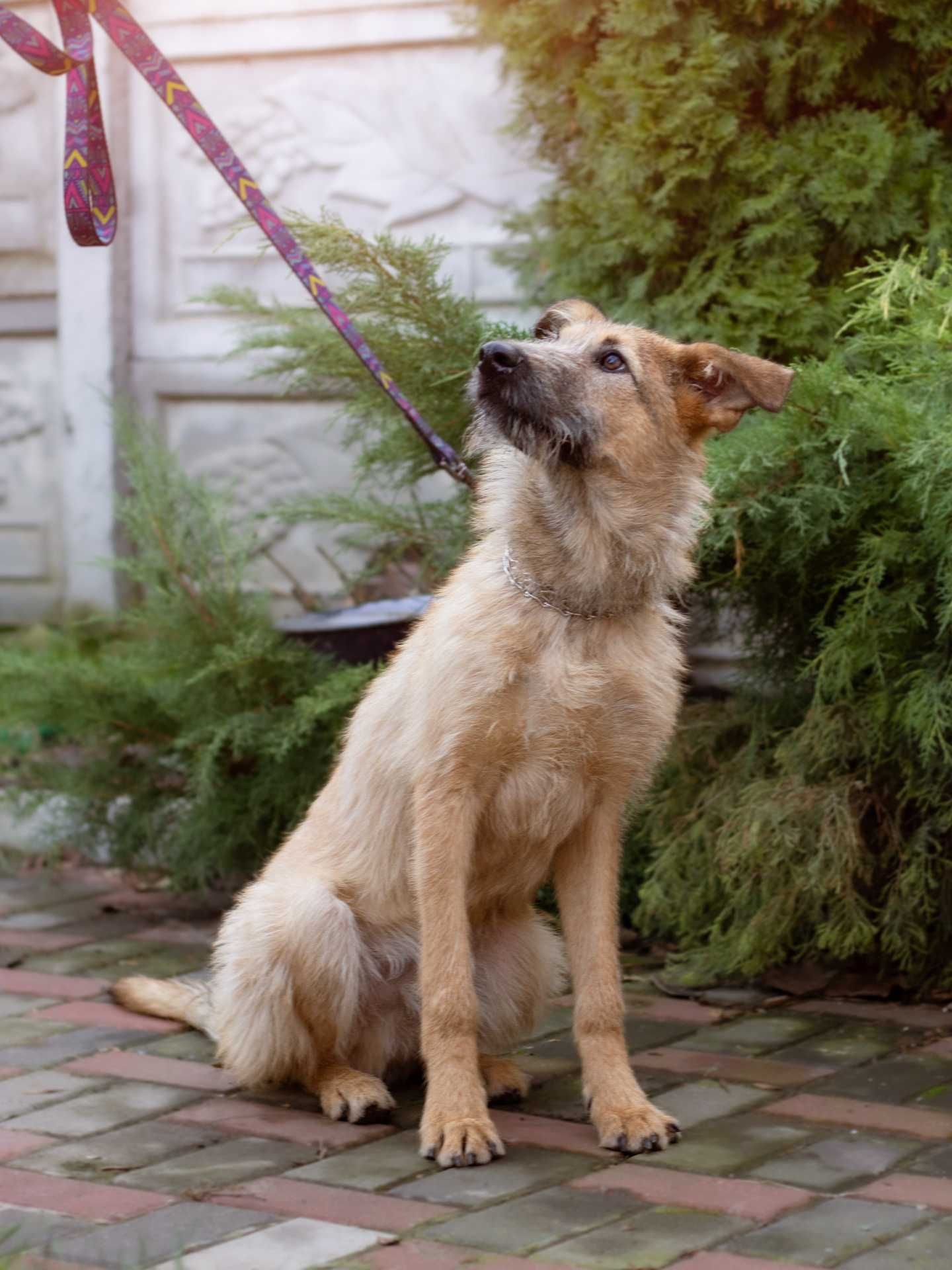 Симпактичный, харизматичный щенок-подросток Бублик, 7 месяцев