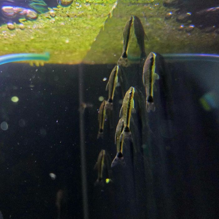 Otosek przyujściowy/ryby na glony