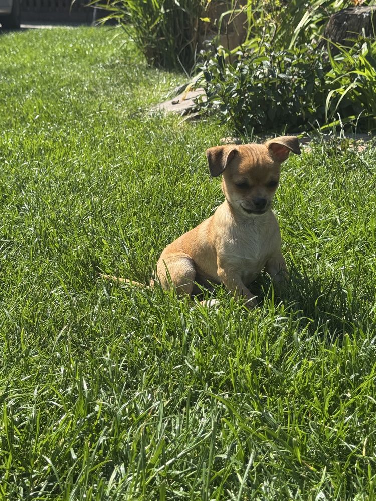 Piesek chihuahua