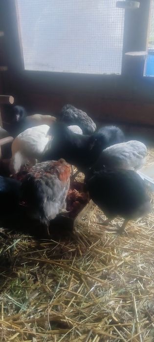 Aruakana bezogoniasta !