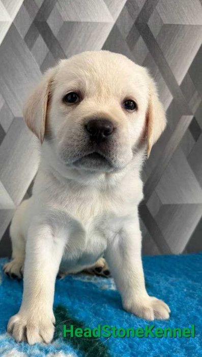 Лабрадор ретривер КСУ