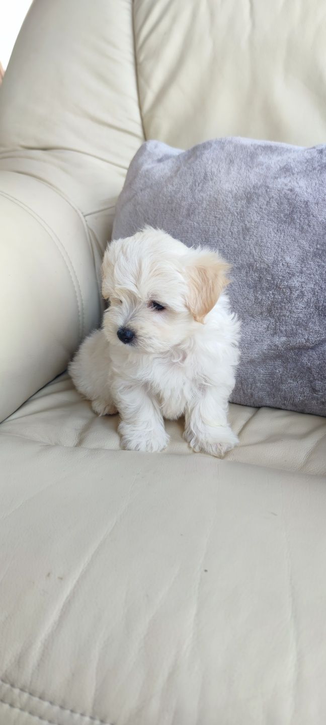 Bichon Maltês fêmea disponível