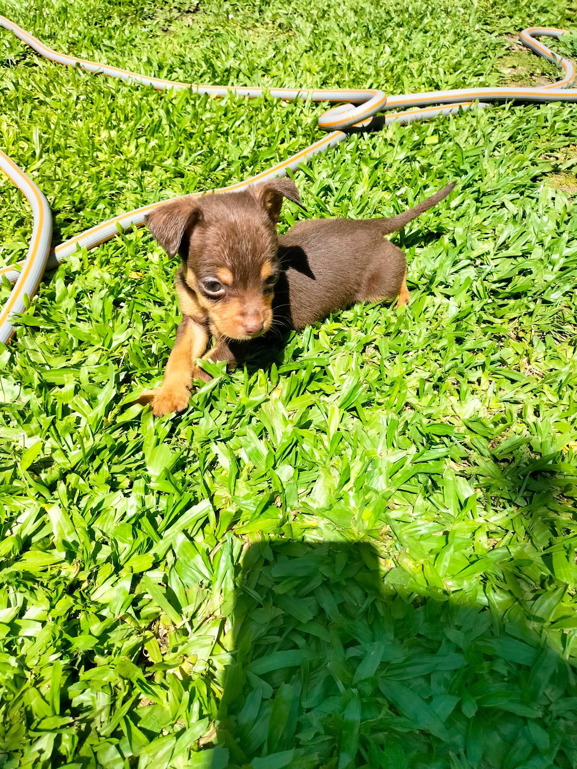 Pinscher mini chocolate