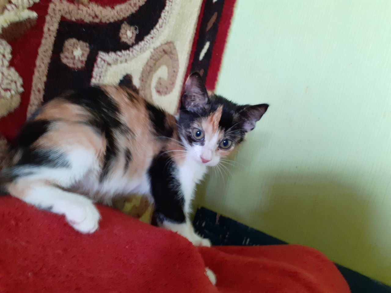Чудо! Трёхмастная девочка кошечка котёнок котеня принесет вам счастье!