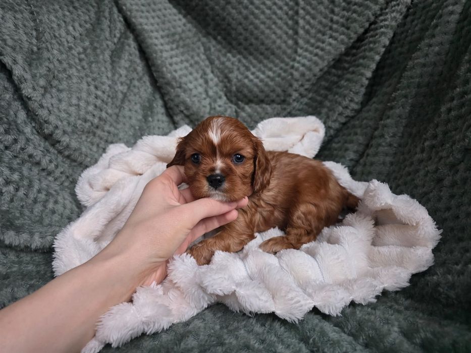 Cavalier king  charles spaniel piesek