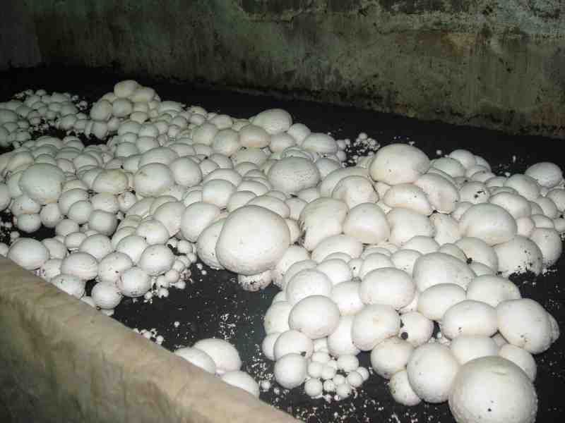 Мицелий (зерновая грибница) шампиньонов - высокая всхожесть грибов