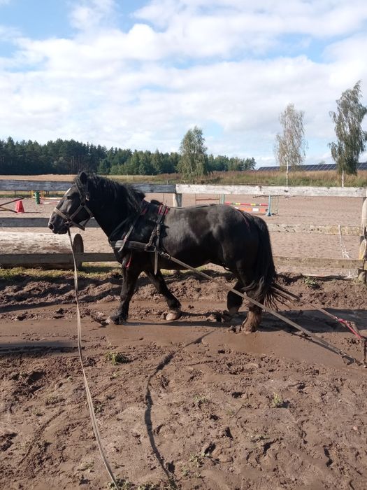 Sprzedam ogiera karego