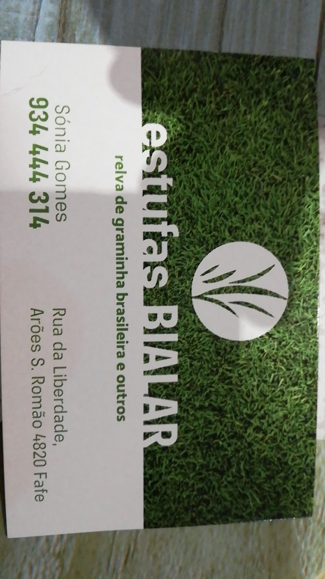 Fotinias, com 1,80 a 2m de altura, . Fontinia reb-robin