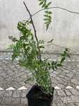 Planta de jasmin envasado
