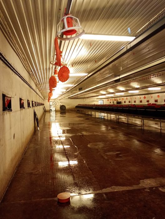 Mycie Kurnikow ciśnieniowo