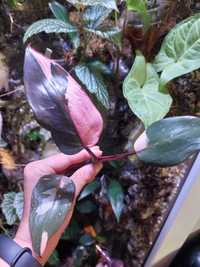 Philodendron Pink Princess szczyt