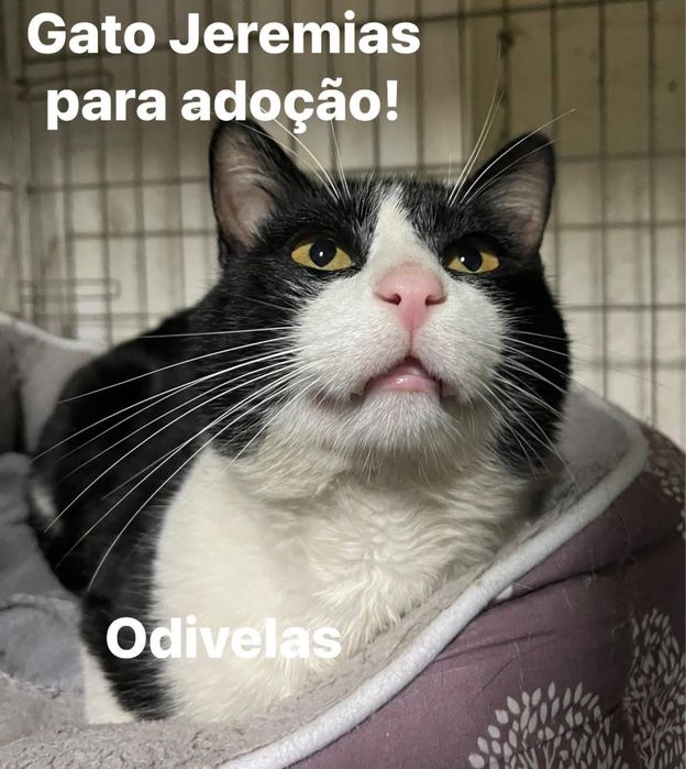 Gatinho Jeremias para adoção