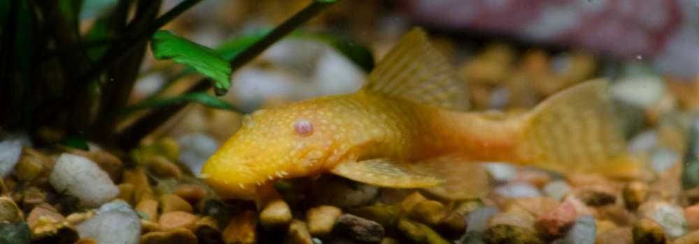 Zbrojniki ancistrus pospolity Albino