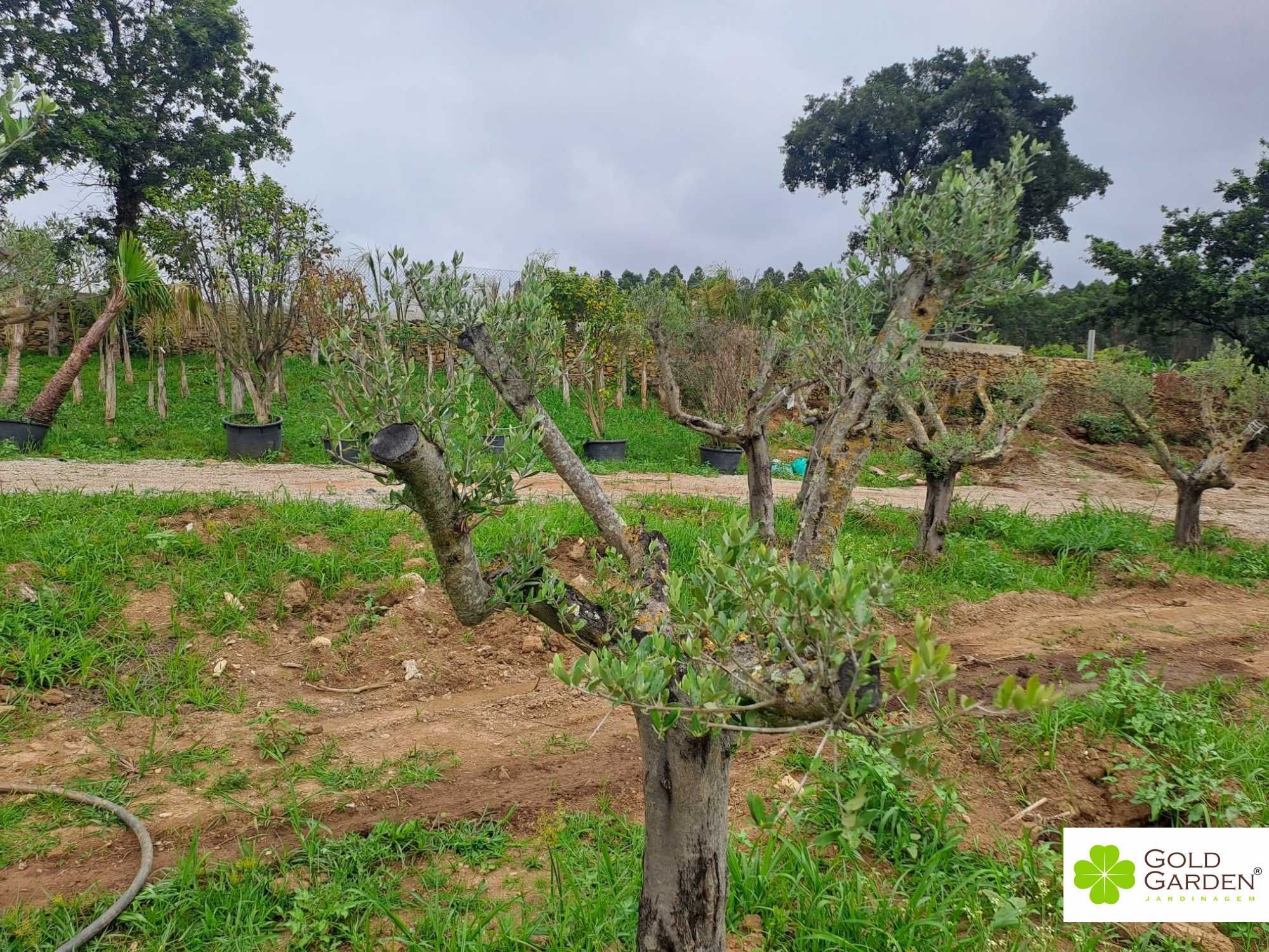 Oliveiras disponíveis! Jardim / Exterior / Plantas /
