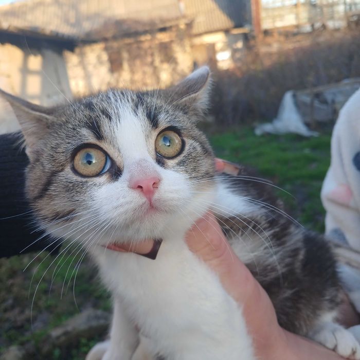 Віддамо кошенят в добрі руки