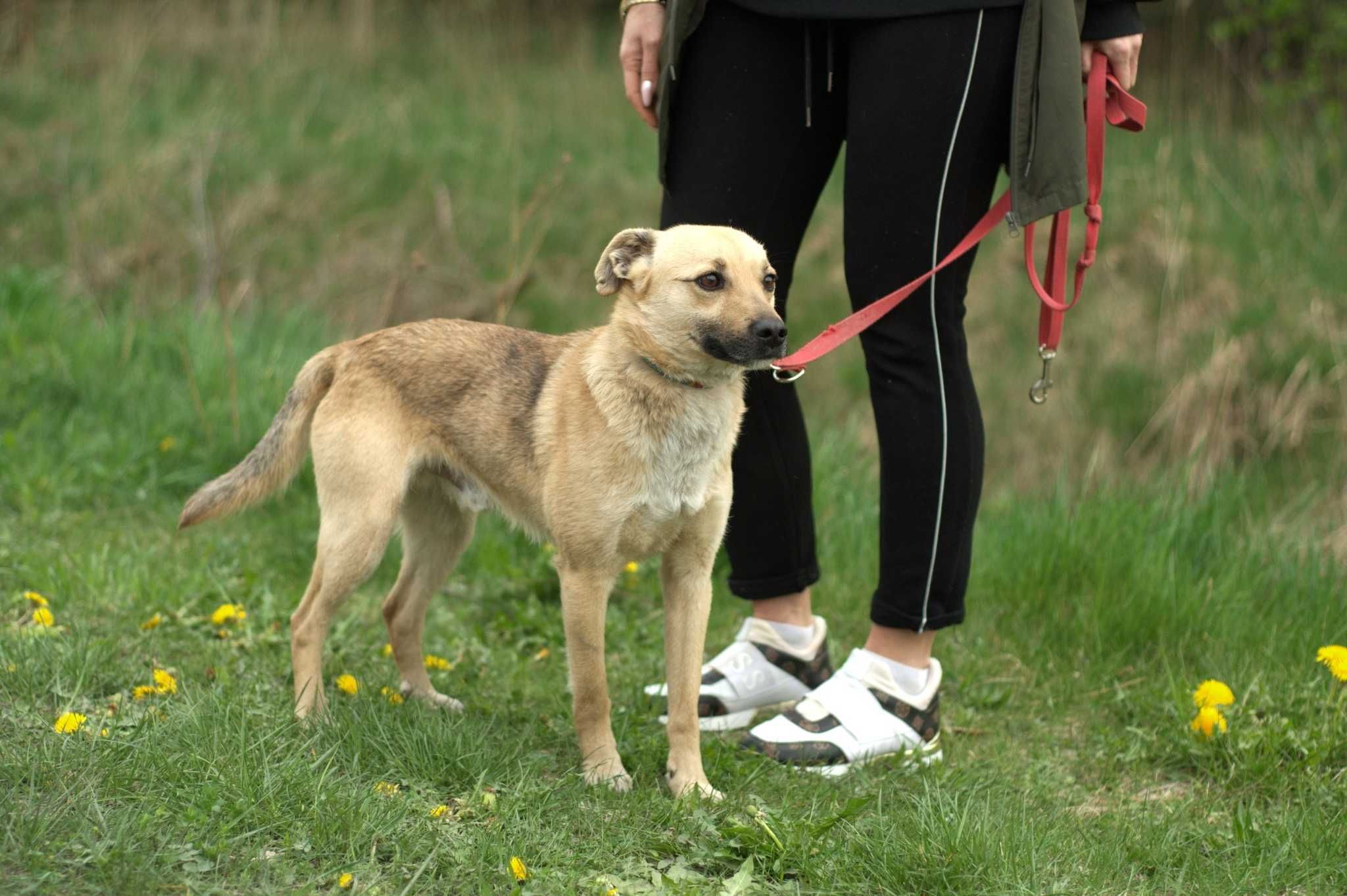 Imbir - młody, ok. 9 kg, spokojny piesek - idealny dla rodziny