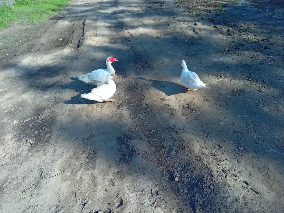 Продим качки шипуни