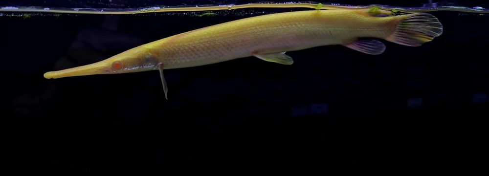 Niszczuka florydzka albino