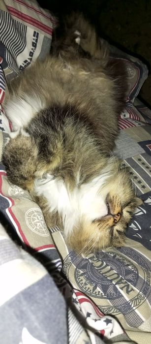 Пропала кошка . Пушистая , игривая ,.