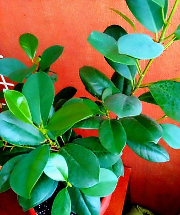 Замечательный фикус продам