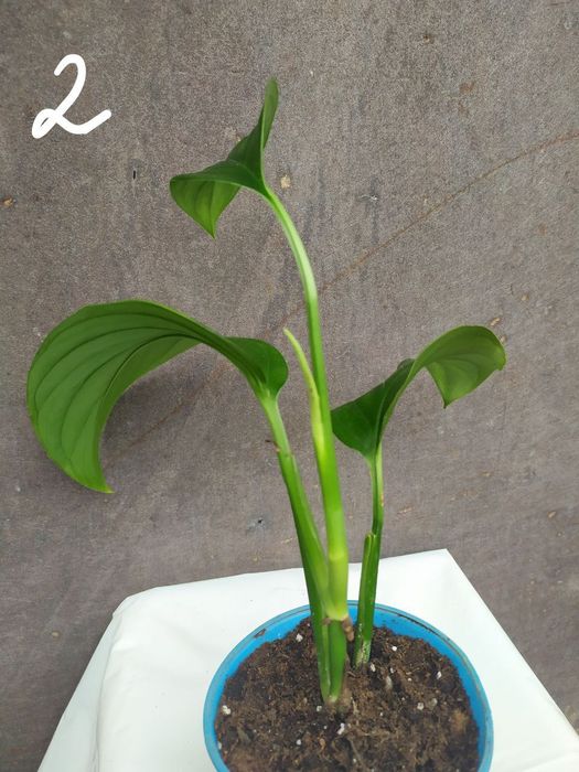 Монстера Фрідріхшталя []Monstera Friedrichstha]lii