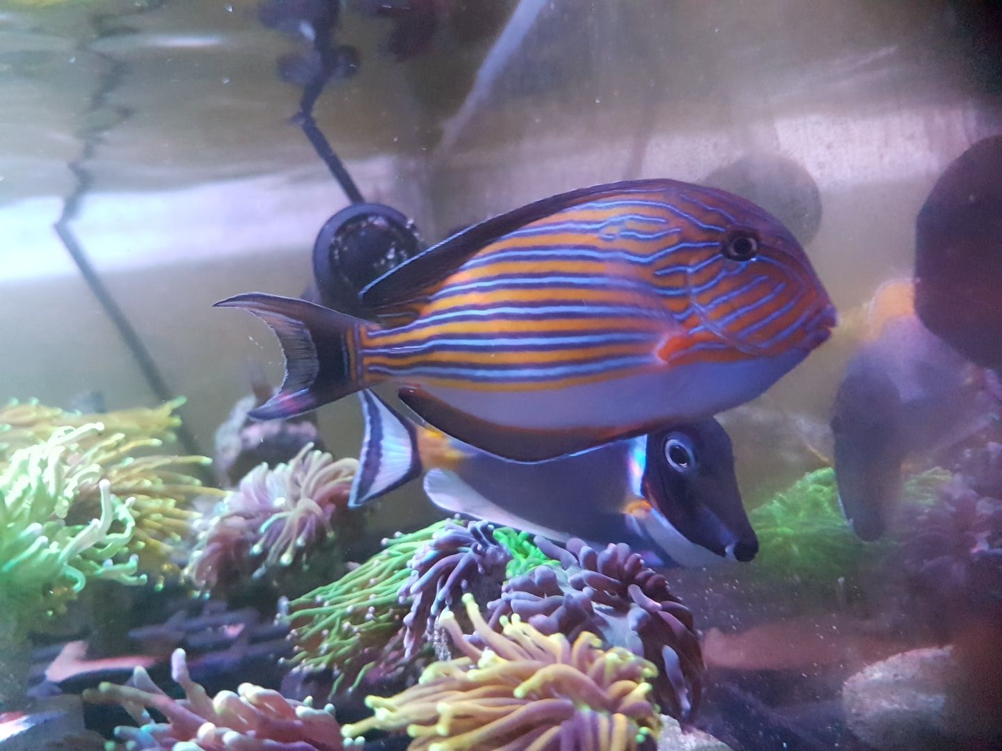 Ryba Acanthurus lineatus . Akwarium morskie .