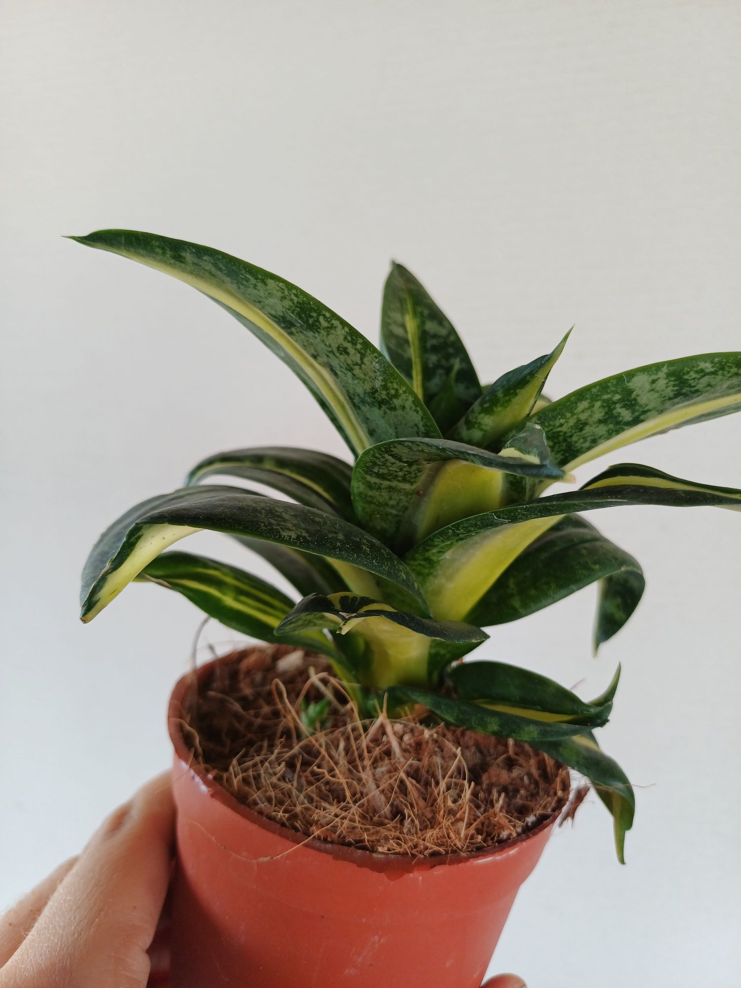 Sansevieria trifasciata hahnii swirls variegata